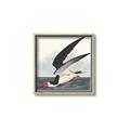 Picture of Black Skimmer From Birds of America (1827) _GroupedProduct_Square_Canvas_Framed_