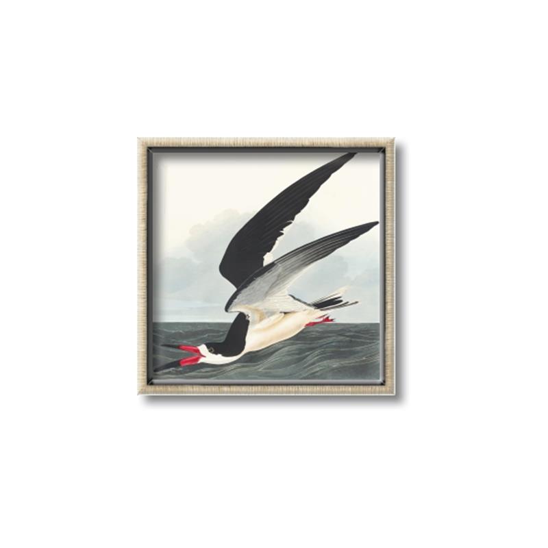 Picture of Black Skimmer From Birds of America (1827) _GroupedProduct_Square_Canvas_Framed_