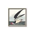 Picture of Black Skimmer From Birds of America (1827) _GroupedProduct_Square_Canvas_Framed_