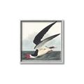 Picture of Black Skimmer From Birds of America (1827) _GroupedProduct_Square_Canvas_Framed_