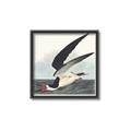 Picture of Black Skimmer From Birds of America (1827) _GroupedProduct_Square_Canvas_Framed_
