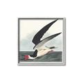 Picture of Black Skimmer From Birds of America (1827) _GroupedProduct_Square_Canvas_Framed_