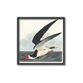 Picture of Black Skimmer From Birds of America (1827) _GroupedProduct_Square_Canvas_Framed_