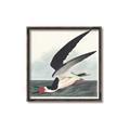 Picture of Black Skimmer From Birds of America (1827) _GroupedProduct_Square_Canvas_Framed_