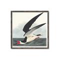 Picture of Black Skimmer From Birds of America (1827) _GroupedProduct_Square_Canvas_Framed_