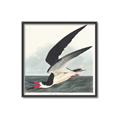 Picture of Black Skimmer From Birds of America (1827) _GroupedProduct_Square_Canvas_Framed_