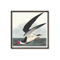 Picture of Black Skimmer From Birds of America (1827) _GroupedProduct_Square_Canvas_Framed_