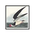 Picture of Black Skimmer From Birds of America (1827) _GroupedProduct_Square_Canvas_Framed_