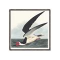 Picture of Black Skimmer From Birds of America (1827) _GroupedProduct_Square_Canvas_Framed_