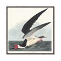 Picture of Black Skimmer From Birds of America (1827) _GroupedProduct_Square_Canvas_Framed_