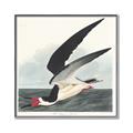 Picture of Black Skimmer From Birds of America (1827) _GroupedProduct_Square_Canvas_Framed_