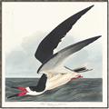 Picture of Black Skimmer From Birds of America (1827) _GroupedProduct_Square_Canvas_Framed_