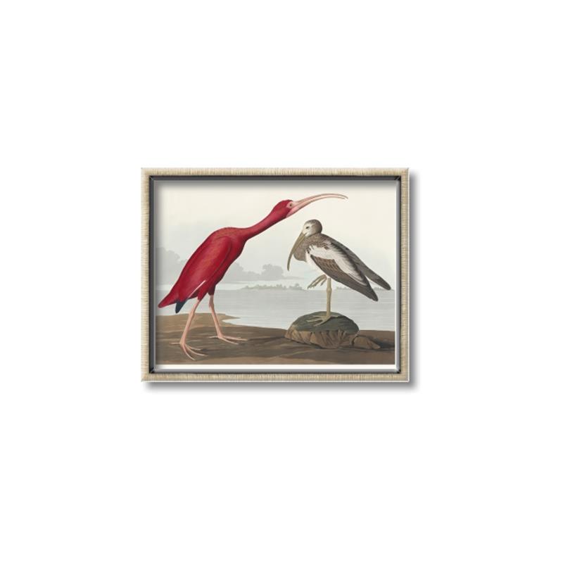 Picture of Vintage Scarlet Ibis Bird _GroupedProduct_Rectangle_Landscape_Canvas_Framed_