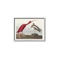 Picture of Vintage Scarlet Ibis Bird _GroupedProduct_Rectangle_Landscape_Canvas_Framed_