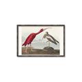 Picture of Vintage Scarlet Ibis Bird _GroupedProduct_Rectangle_Landscape_Canvas_Framed_