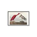 Picture of Vintage Scarlet Ibis Bird _GroupedProduct_Rectangle_Landscape_Canvas_Framed_