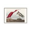 Picture of Vintage Scarlet Ibis Bird _GroupedProduct_Rectangle_Landscape_Canvas_Framed_
