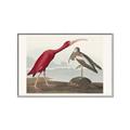 Picture of Vintage Scarlet Ibis Bird _GroupedProduct_Rectangle_Landscape_Canvas_Framed_