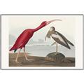 Picture of Vintage Scarlet Ibis Bird _GroupedProduct_Rectangle_Landscape_Canvas_Framed_