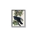 Picture of Raven From Birds of America (1827) _GroupedProduct_Rectangle_Portrait_Canvas_Framed_