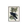 Picture of Raven From Birds of America (1827) _GroupedProduct_Rectangle_Portrait_Canvas_Framed_