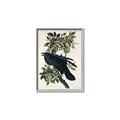 Picture of Raven From Birds of America (1827) _GroupedProduct_Rectangle_Portrait_Canvas_Framed_