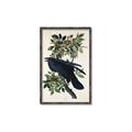 Picture of Raven From Birds of America (1827) _GroupedProduct_Rectangle_Portrait_Canvas_Framed_