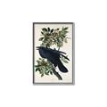 Picture of Raven From Birds of America (1827) _GroupedProduct_Rectangle_Portrait_Canvas_Framed_