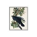 Picture of Raven From Birds of America (1827) _GroupedProduct_Rectangle_Portrait_Canvas_Framed_