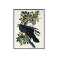 Picture of Raven From Birds of America (1827) _GroupedProduct_Rectangle_Portrait_Canvas_Framed_