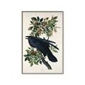 Picture of Raven From Birds of America (1827) _GroupedProduct_Rectangle_Portrait_Canvas_Framed_