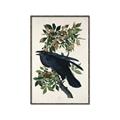 Picture of Raven From Birds of America (1827) _GroupedProduct_Rectangle_Portrait_Canvas_Framed_