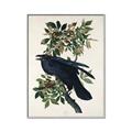 Picture of Raven From Birds of America (1827) _GroupedProduct_Rectangle_Portrait_Canvas_Framed_