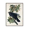 Picture of Raven From Birds of America (1827) _GroupedProduct_Rectangle_Portrait_Canvas_Framed_