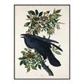 Picture of Raven From Birds of America (1827) _GroupedProduct_Rectangle_Portrait_Canvas_Framed_
