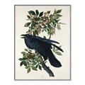 Picture of Raven From Birds of America (1827) _GroupedProduct_Rectangle_Portrait_Canvas_Framed_