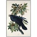 Picture of Raven From Birds of America (1827) _GroupedProduct_Rectangle_Portrait_Canvas_Framed_