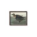 Picture of Vintage Scoter Duck _GroupedProduct_Rectangle_Landscape_Canvas_Framed_
