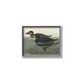Picture of Vintage Scoter Duck _GroupedProduct_Rectangle_Landscape_Canvas_Framed_