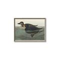 Picture of Vintage Scoter Duck _GroupedProduct_Rectangle_Landscape_Canvas_Framed_