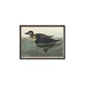 Picture of Vintage Scoter Duck _GroupedProduct_Rectangle_Landscape_Canvas_Framed_