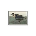 Picture of Vintage Scoter Duck _GroupedProduct_Rectangle_Landscape_Canvas_Framed_