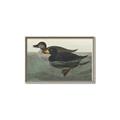 Picture of Vintage Scoter Duck _GroupedProduct_Rectangle_Landscape_Canvas_Framed_