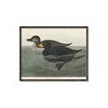 Picture of Vintage Scoter Duck _GroupedProduct_Rectangle_Landscape_Canvas_Framed_