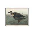 Picture of Vintage Scoter Duck _GroupedProduct_Rectangle_Landscape_Canvas_Framed_