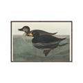 Picture of Vintage Scoter Duck _GroupedProduct_Rectangle_Landscape_Canvas_Framed_
