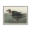 Picture of Vintage Scoter Duck _GroupedProduct_Rectangle_Landscape_Canvas_Framed_