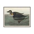 Picture of Vintage Scoter Duck _GroupedProduct_Rectangle_Landscape_Canvas_Framed_