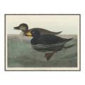 Picture of Vintage Scoter Duck _GroupedProduct_Rectangle_Landscape_Canvas_Framed_