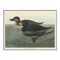 Picture of Vintage Scoter Duck _GroupedProduct_Rectangle_Landscape_Canvas_Framed_